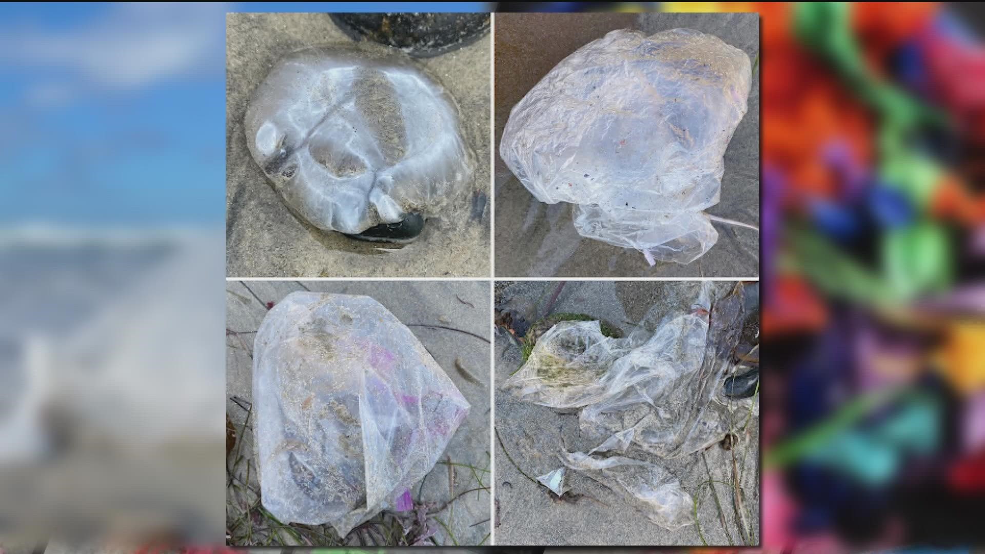 The ribbons get wrapped around turtles, around the talons and wings of birds, found in the digestive tracts of wildlife & have other dire consequences for animals.