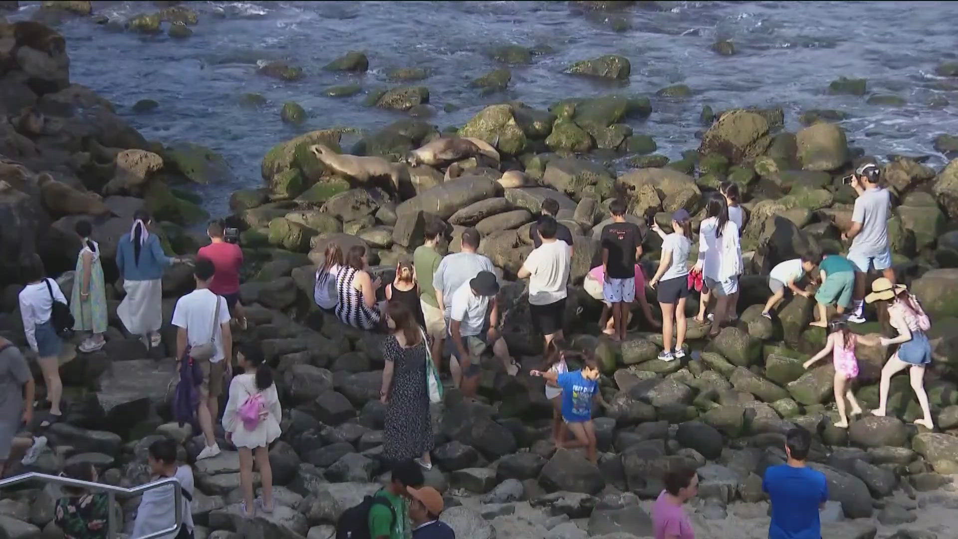 Many visitors say more needs to be done to protect sea lions as videos show the animals contending with huge crowds. But whose responsibility is that?