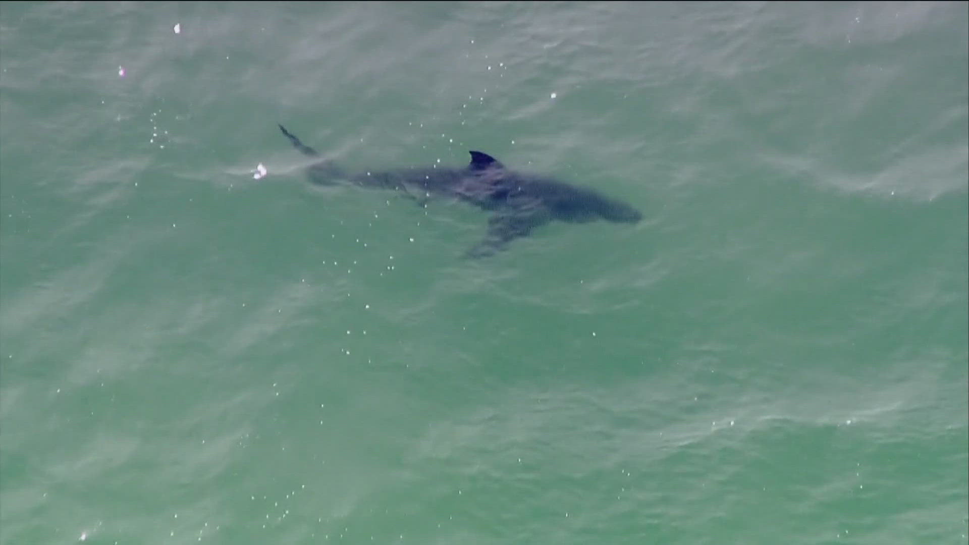 White sharks are seeing a comeback in numbers after years of decline driven by overfishing and a dwindling food source.