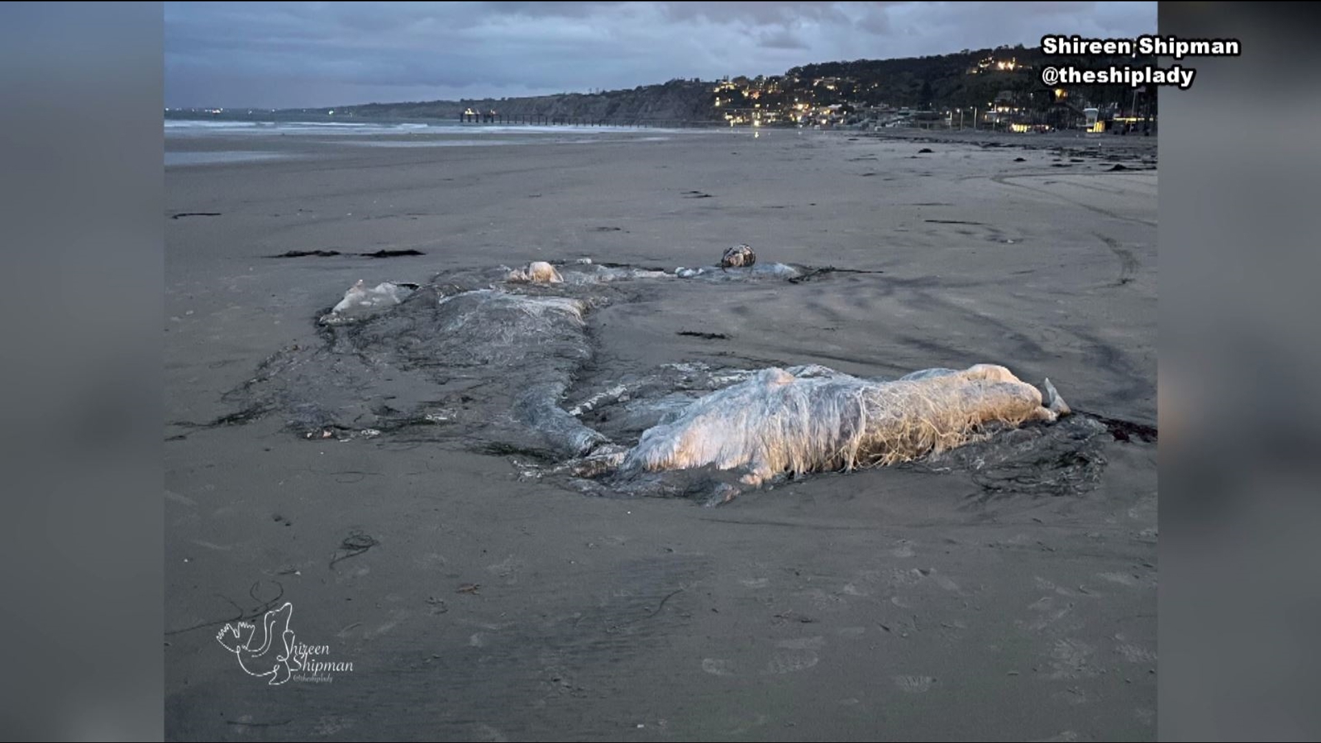 Young gray whale carcass washes ashore in San Diego | abc10.com