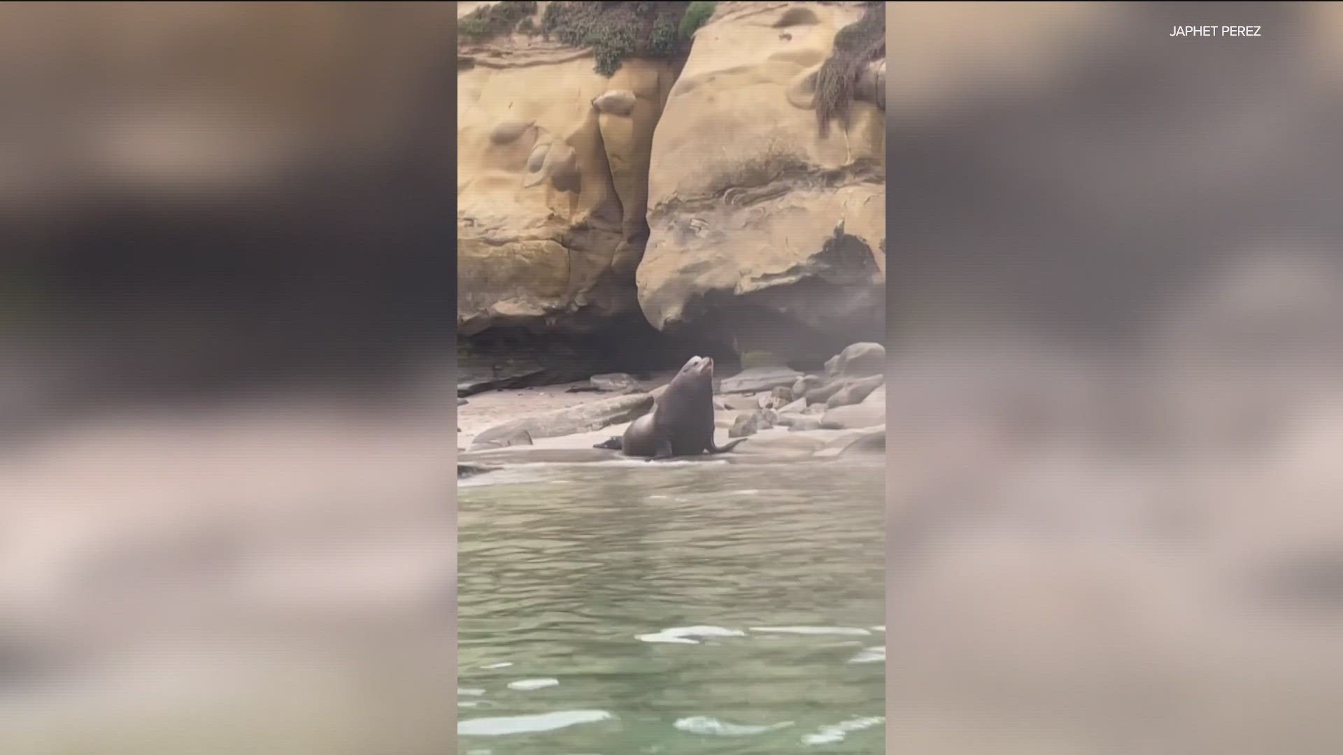 Sea lions charge, bark at beachgoers in La Jolla | abc10.com