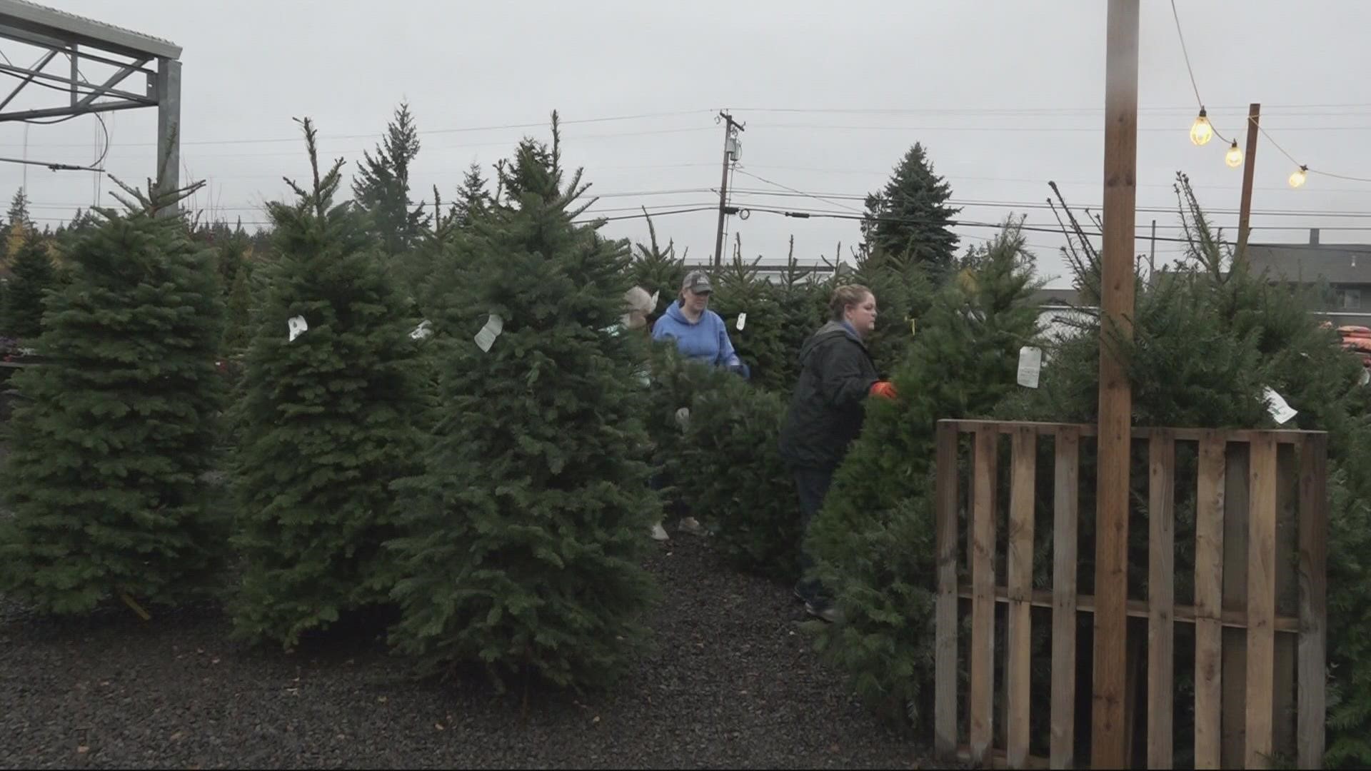 Supply chain issues will likely impact the price of both living and artificial Christmas trees. KGW's Christelle Koumoue reports.