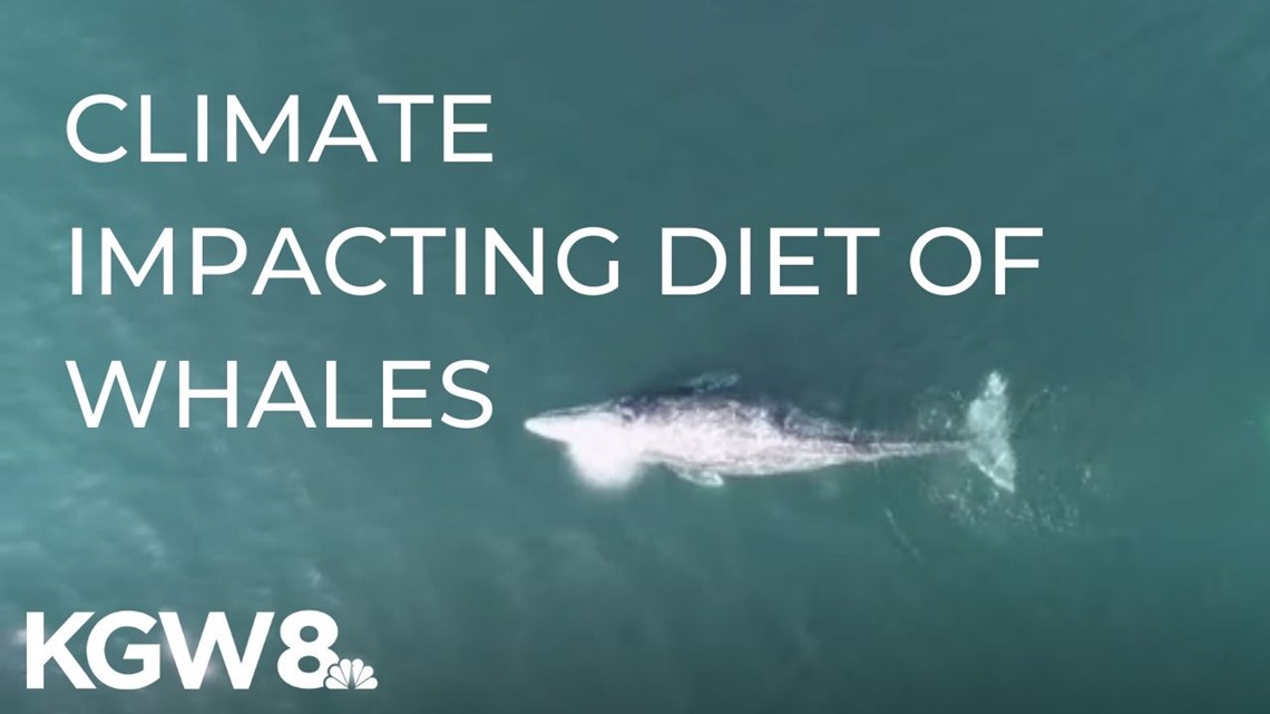 Researchers say climate change impacting diet of whales | abc10.com