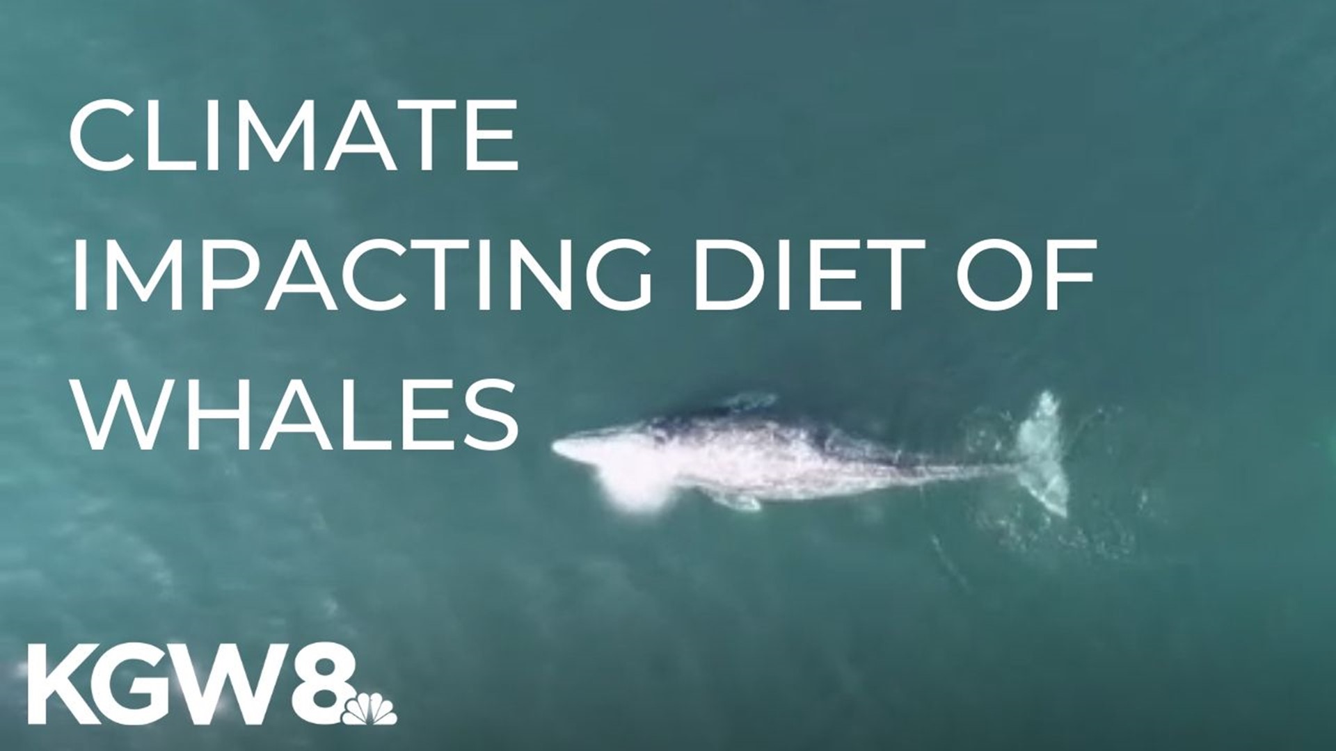 Researchers say climate change impacting diet of whales | abc10.com