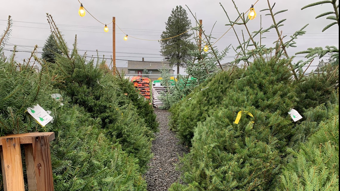 Christmas tree prices higher this year - Vimarsana News