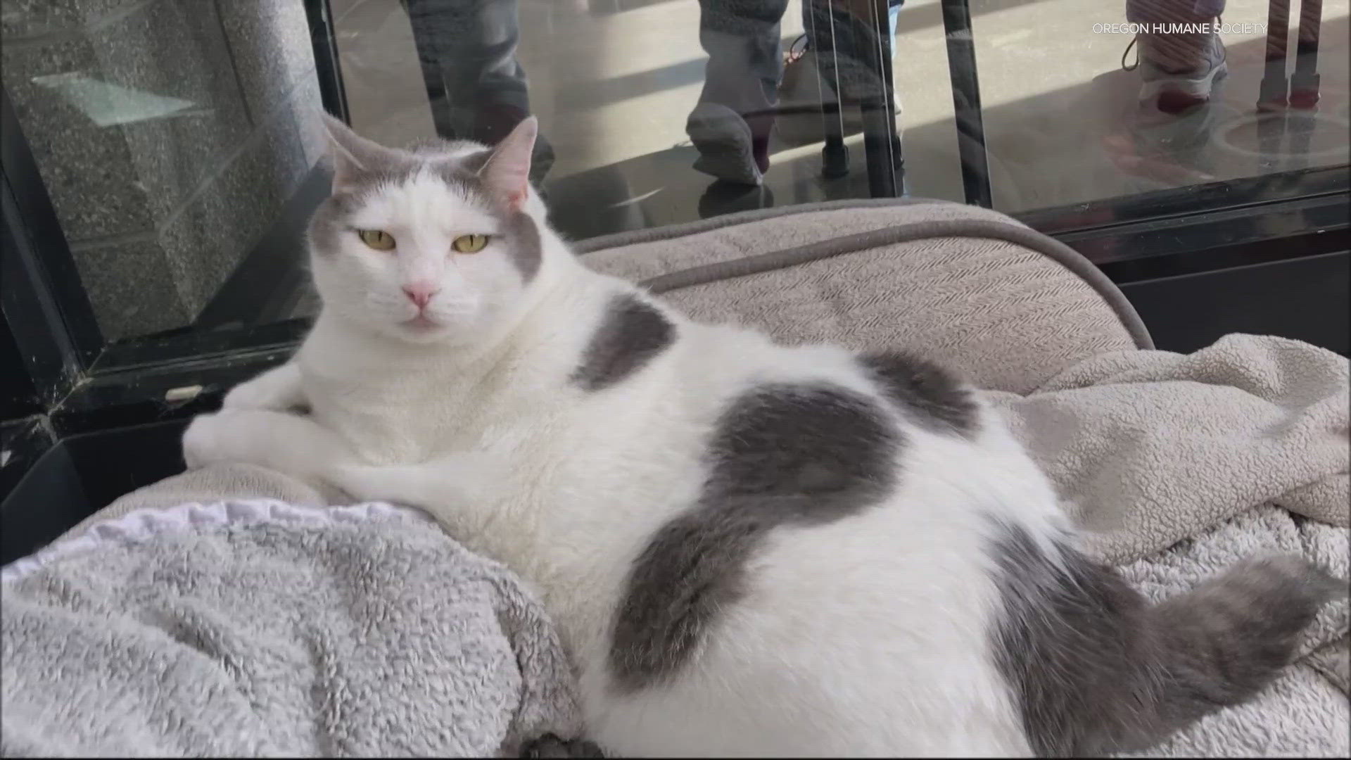 According to the shelter, the two 9-year-old cats came to OHS after their previous owner could no longer care for them.