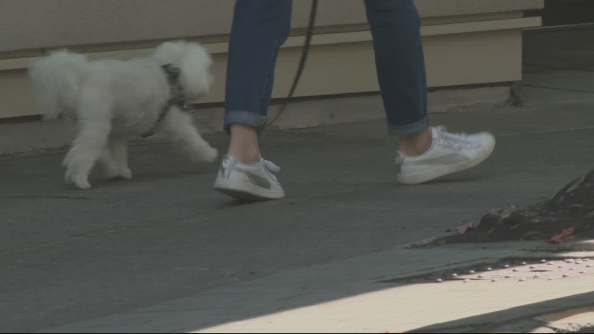 Dove Lewis Veterinary Emergency Hospital in Northwest Portland said it has seen three dogs this week who overdosed on fentanyl.