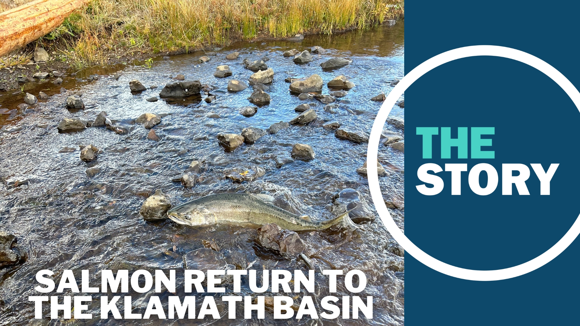 For the first time since 1912, wildlife officials say salmon are returning to tributaries on the Oregon side of the Klamath Basin.