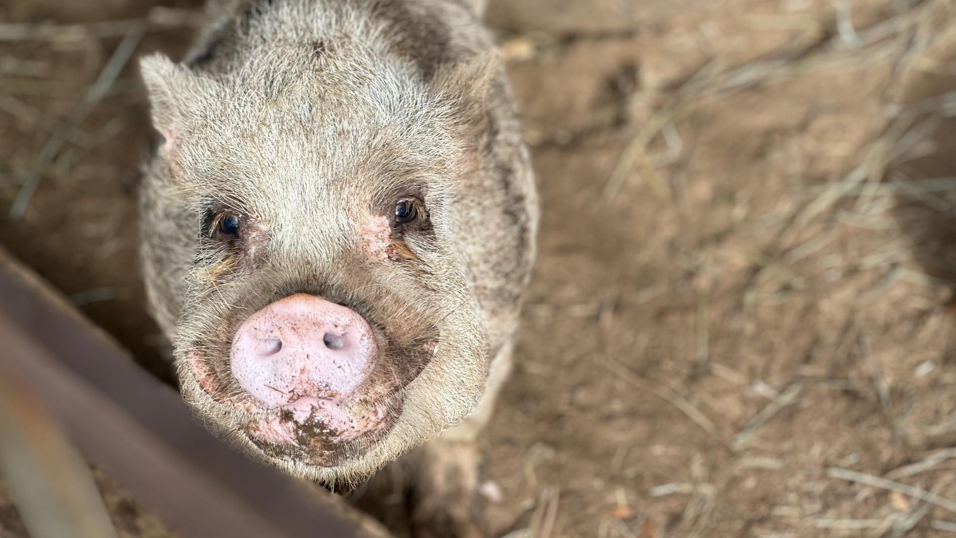 Out to Pasture Sanctuary in Estacada rescued 20 pigs from a home's backyard in Portland after the owner breeding them said that supply out grew demand.