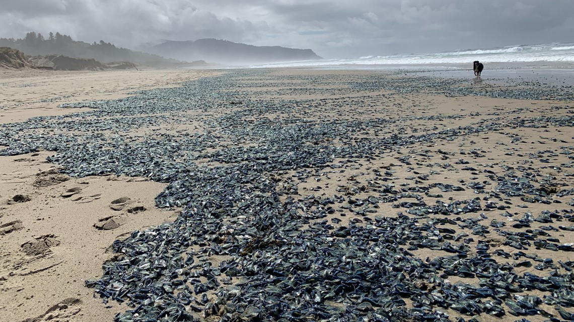 Strange blue jellyfish-like creatures wash up on Oregon beaches