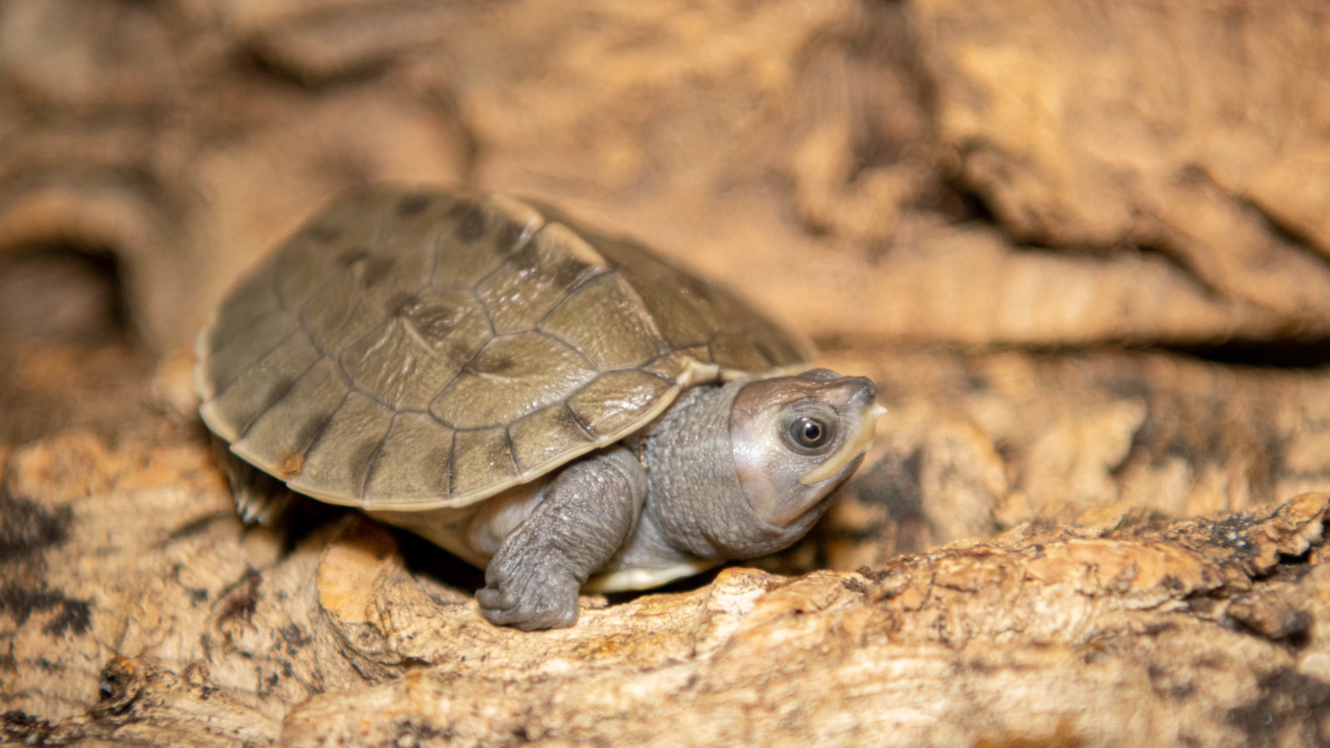 Baby turtles! Houston Zoo has first ever hatching of highly endangered ...