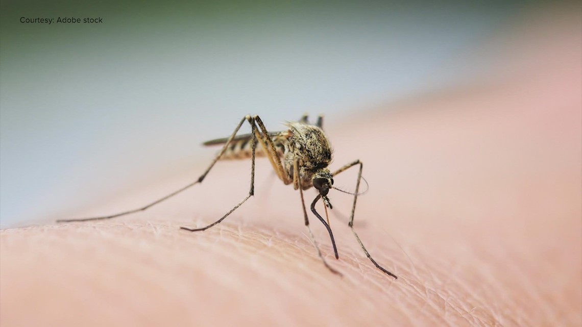 Florida approves the release of millions of mosquitoes - Vimarsana News