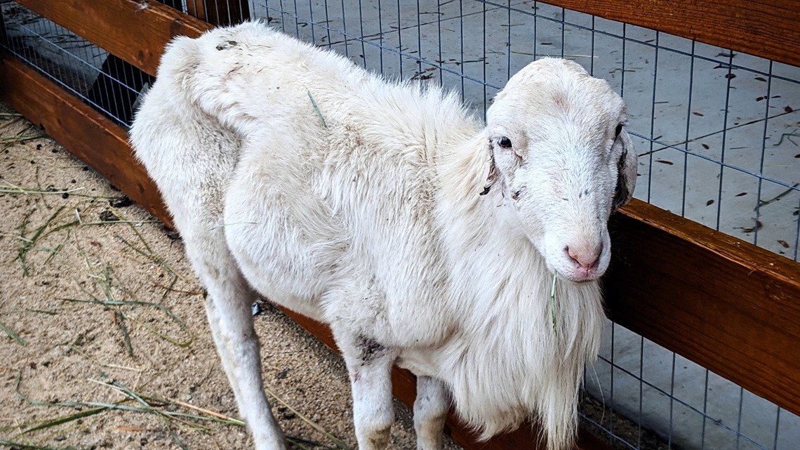 Two dozen emaciated sheep rescued near Conroe | abc10.com