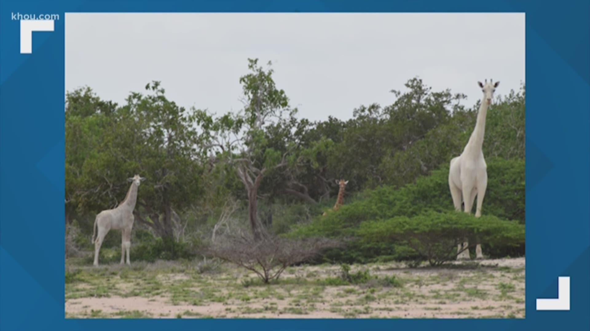 A female white giraffe and her calf killed by poachers were found in a village in north-eastern Kenya's Garissa County.