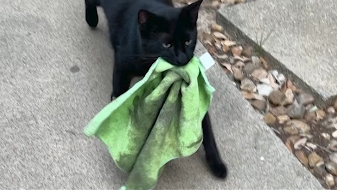 Cat steals clothing from Texas neighborhood - Vimarsana News