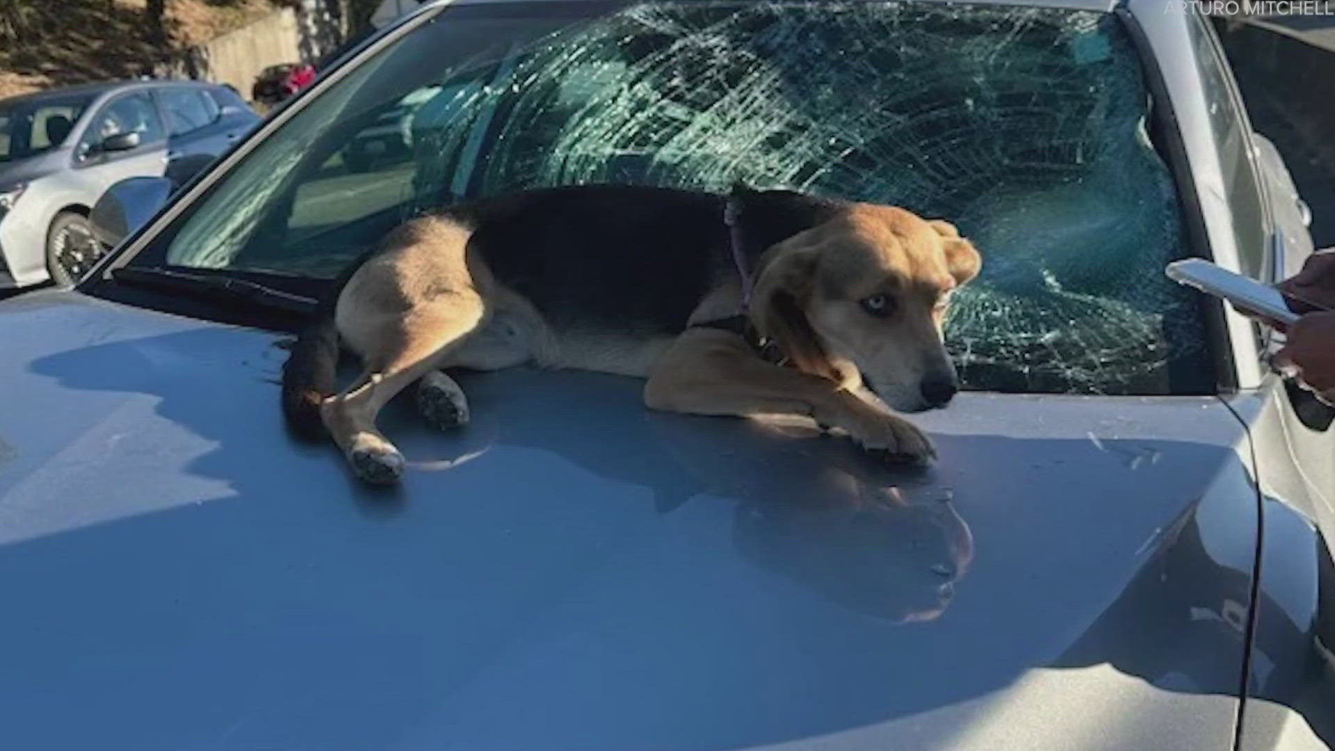 The incident happened Thursday afternoon during rush hour traffic. A witness who helped the dog said cars were traveling around 30 to 35 mph.