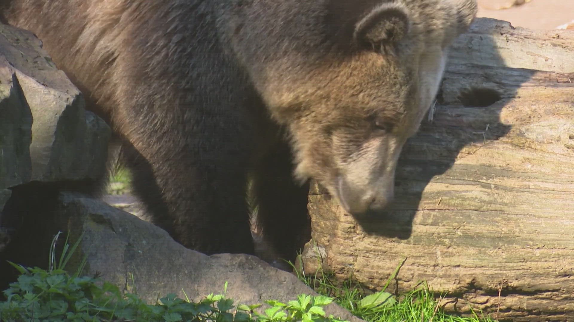 As WA Leaders Decide On Future Of Grizzlies In State, B.C. Leaders Are ...