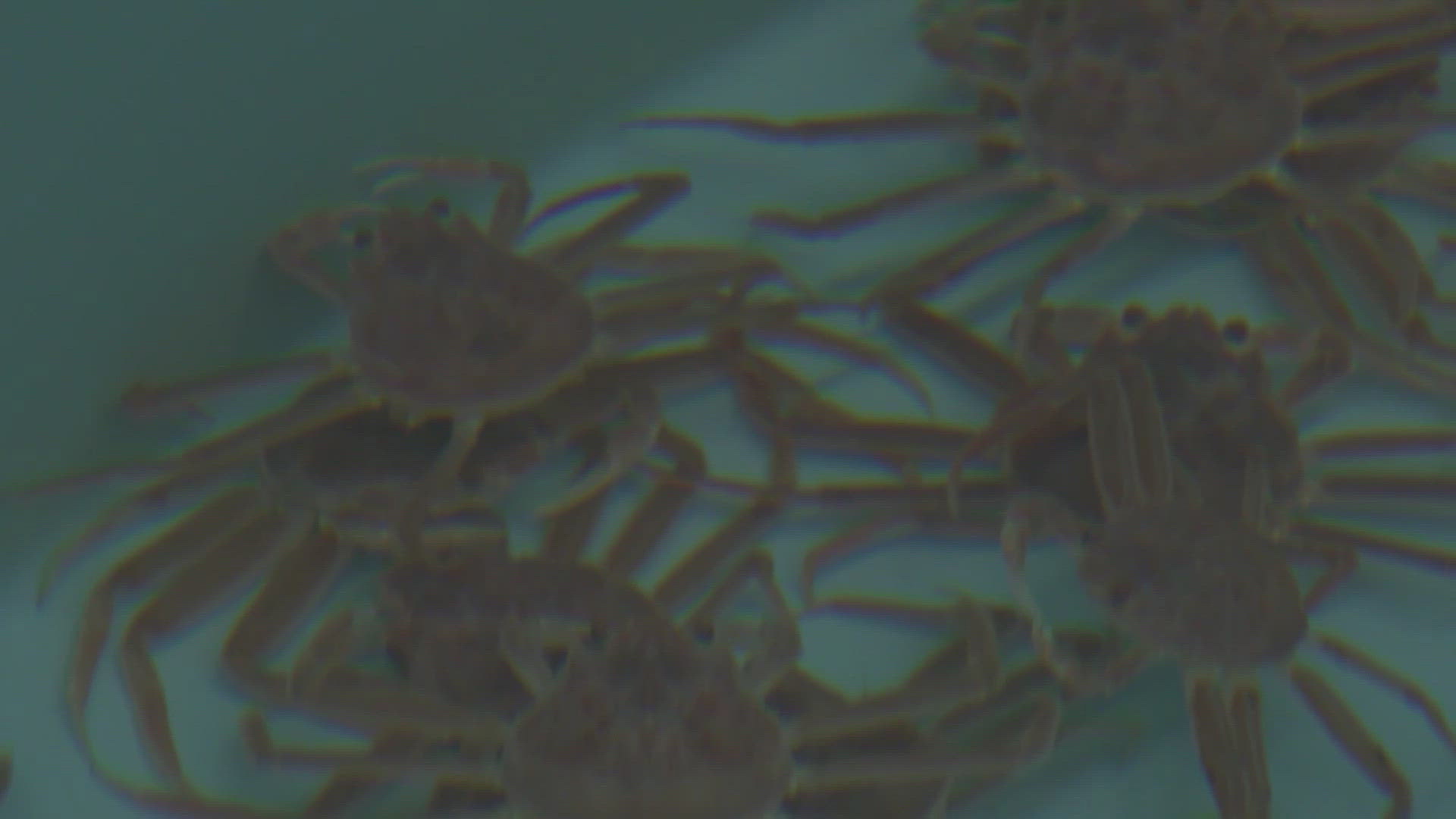 Millions of snow crabs vanished from the Bering Sea, forcing a closure of the crabbing season in 2022 and 2023. Now, scientists are determining the future for 2024.