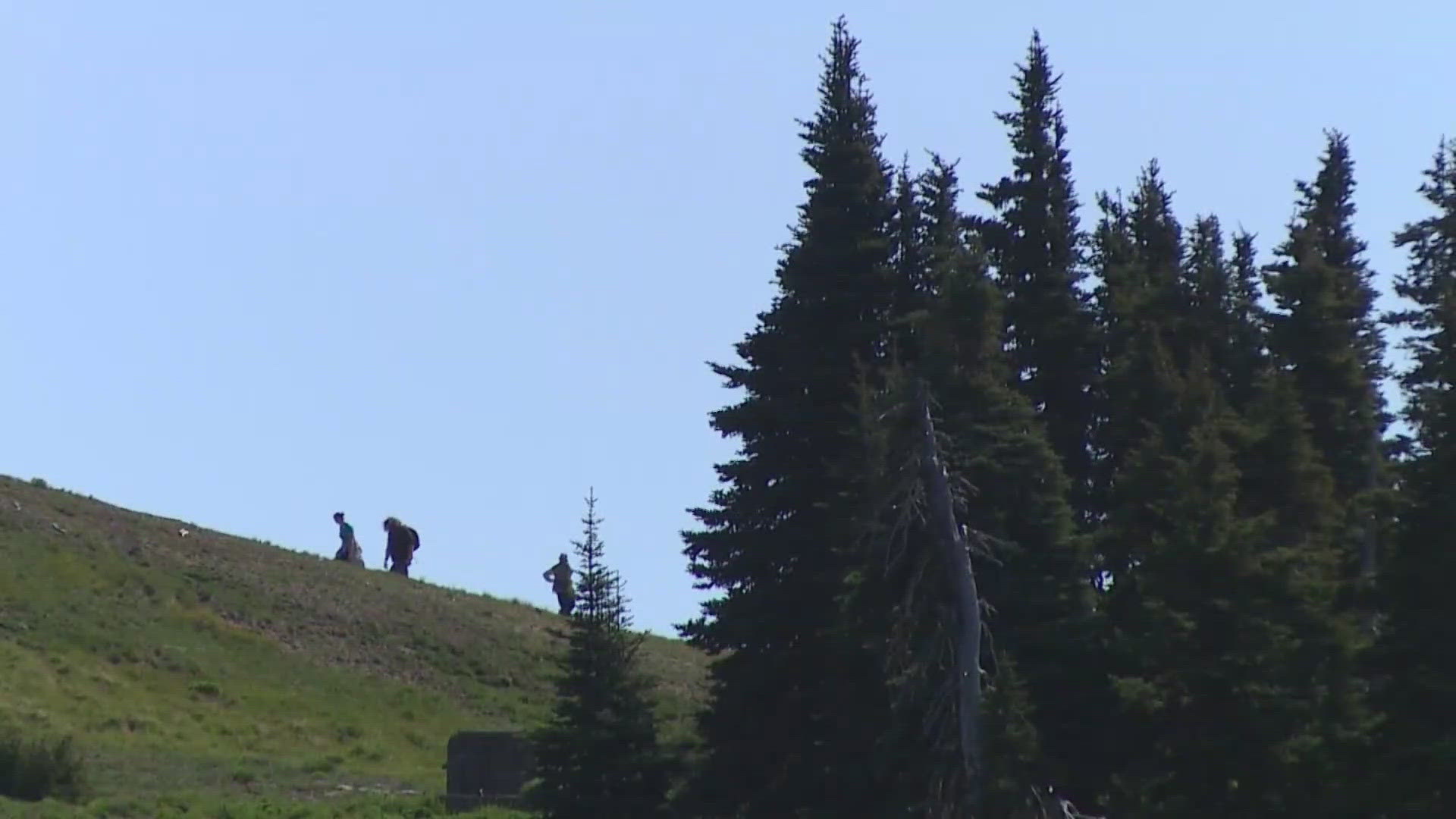 A 4-year-old was airlifted after a cougar attack in Olympic National Park, and the animal was killed.