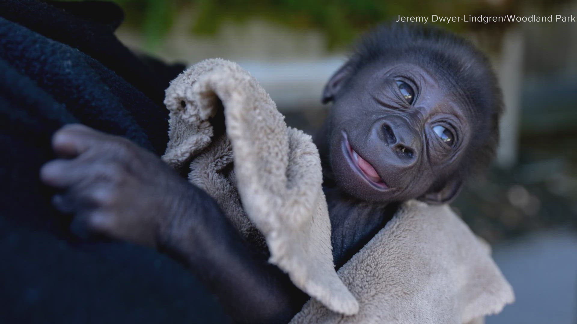 The gorilla's mother did not have any interest in him, so staff have been looking for another mother gorilla to take care of the baby.