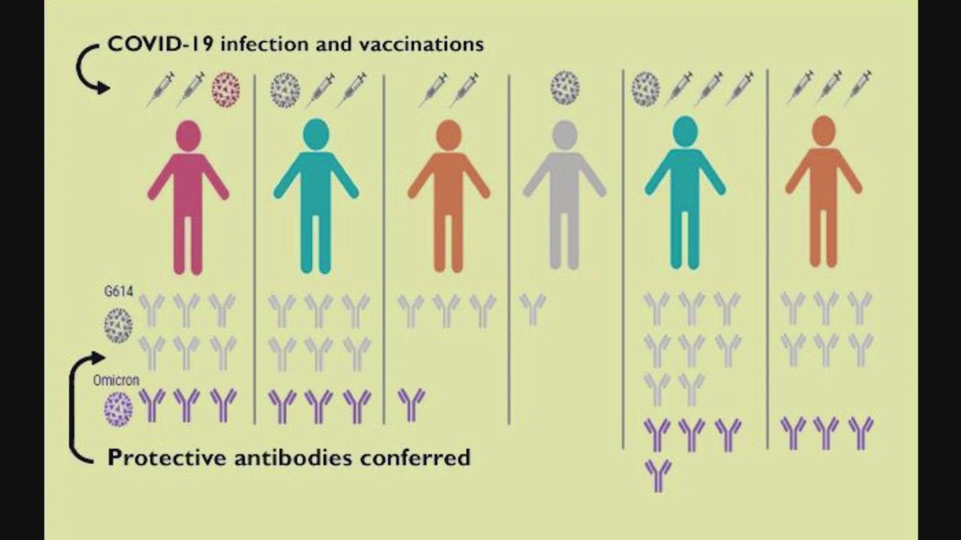 Getting a booster shot and having a breakthrough COVID-19 case elicit similar immune responses, a new study by researchers from the University of Washington suggests