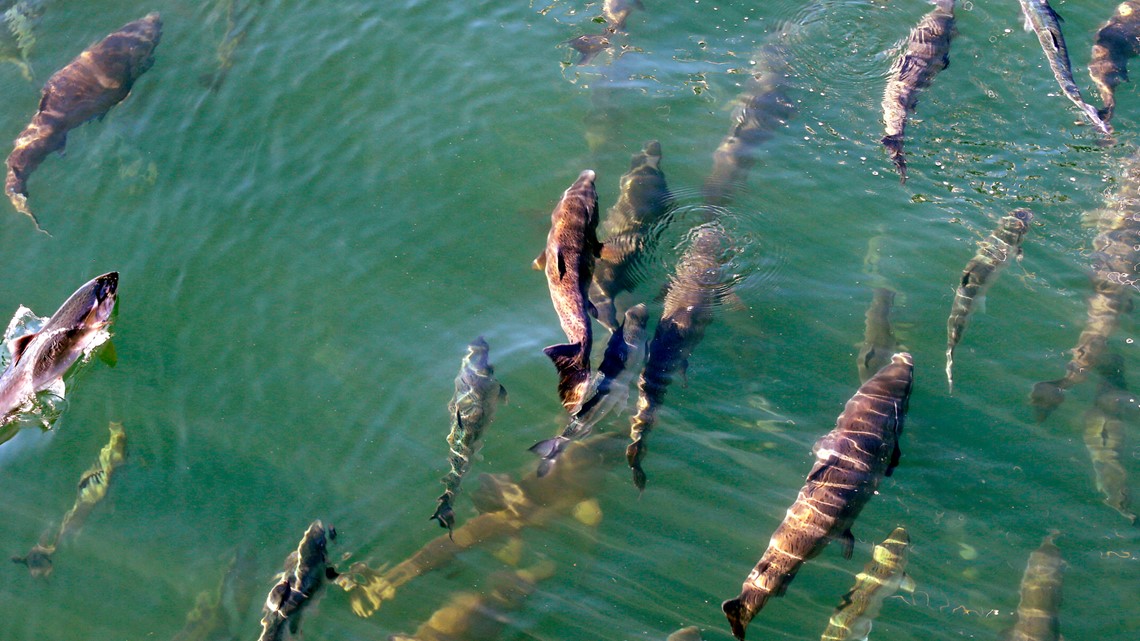 Washington salmon population struggling as climate changes - Vimarsana News