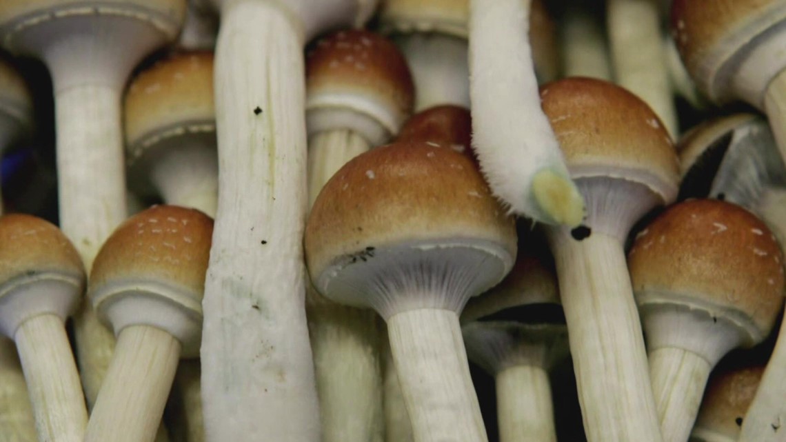 Seattle's UW Medicine to study effects of psilocybin on stressed-out healthcare workers - Vimarsana News
