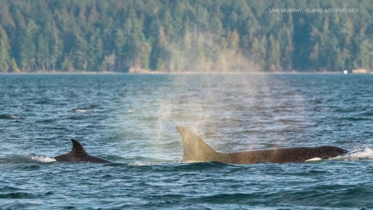 2022 was a record-breaking year for whale sightings, report says