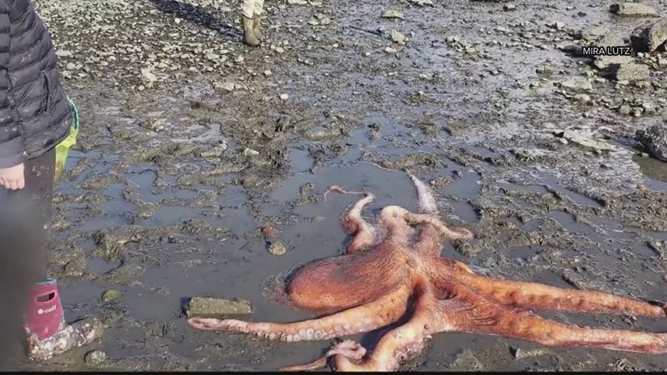 Giant Pacific Octopus rescue in Washington's Puget Sound caught on camera