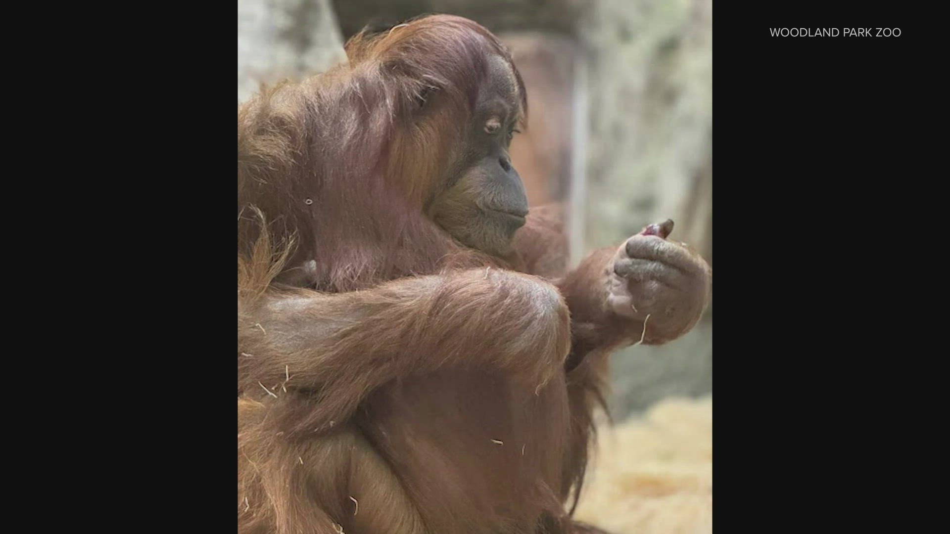 Fourteen-year-old Sumatran orangutan Batu is nearing the end of her pregnancy, which is nearly nine months.