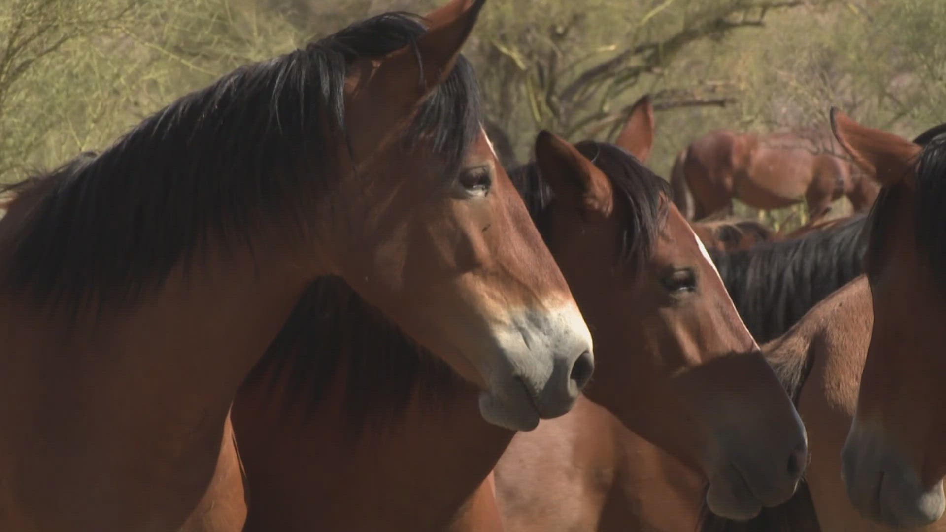 The management group that currently cares for the Salt River Wild Horses said the Department of Agriculture wants to remove more than 100 horses.