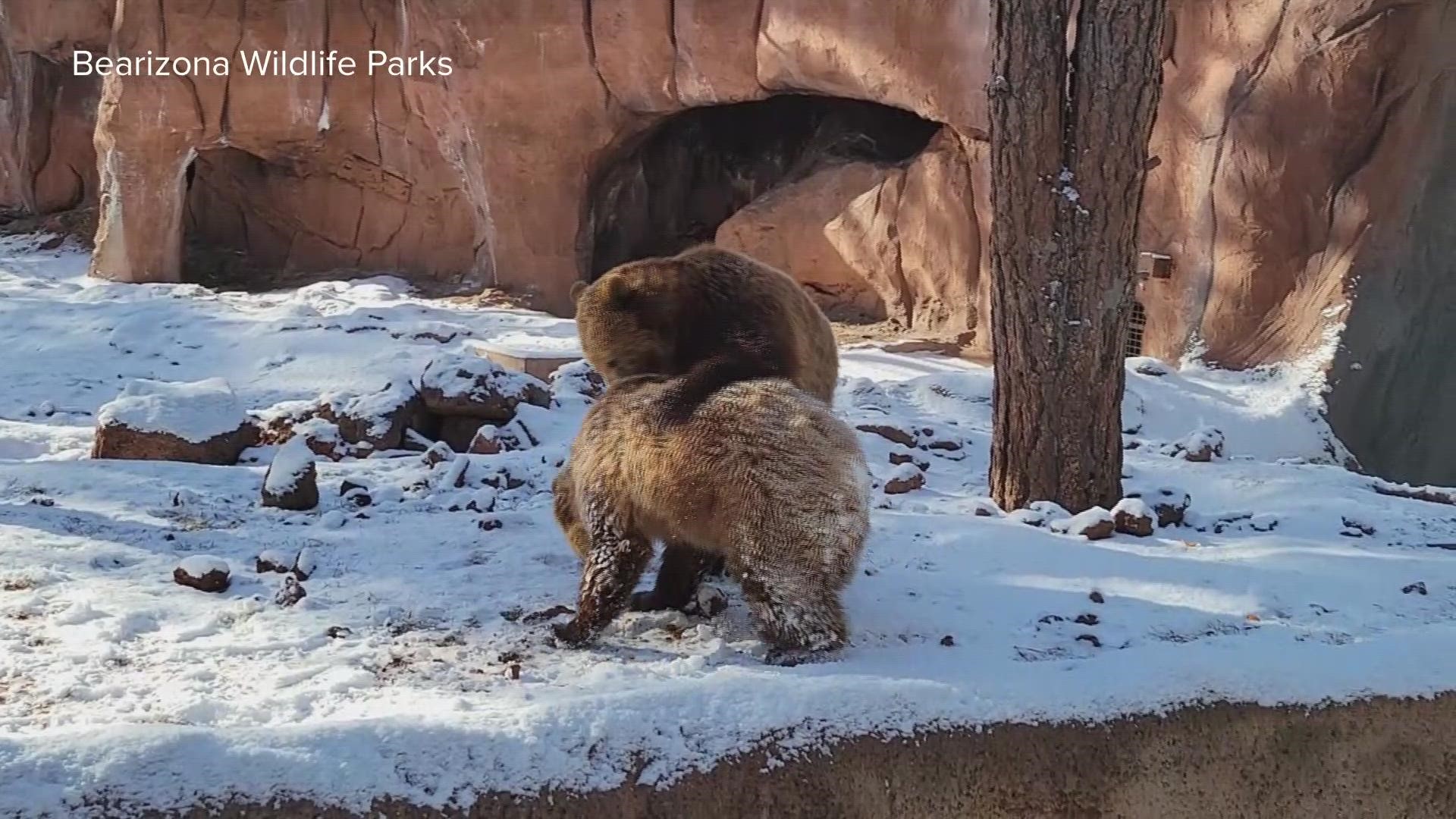 The cubs named Crockett, Hanna and Sky can be seen playing in the picturesque woods of Coconino County.