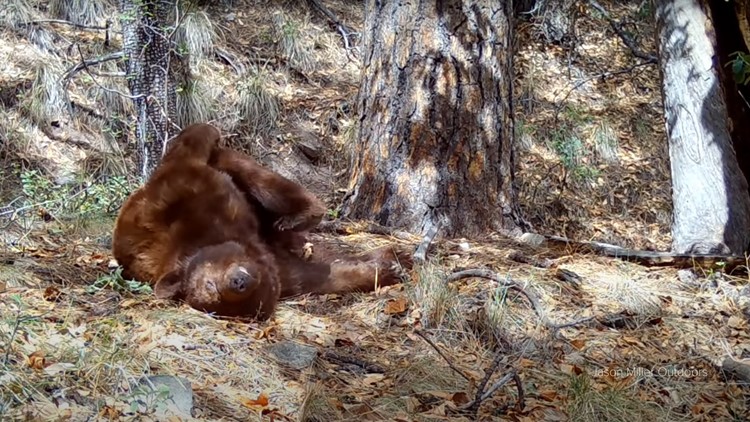 Caught napping: Adorable bear seen snoozing on Arizona trail camera