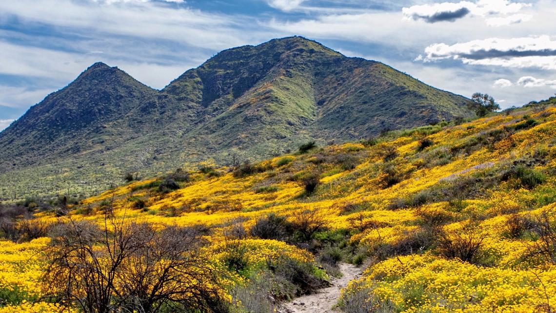 Will there be a 'superbloom' this year in California? - Vimarsana News