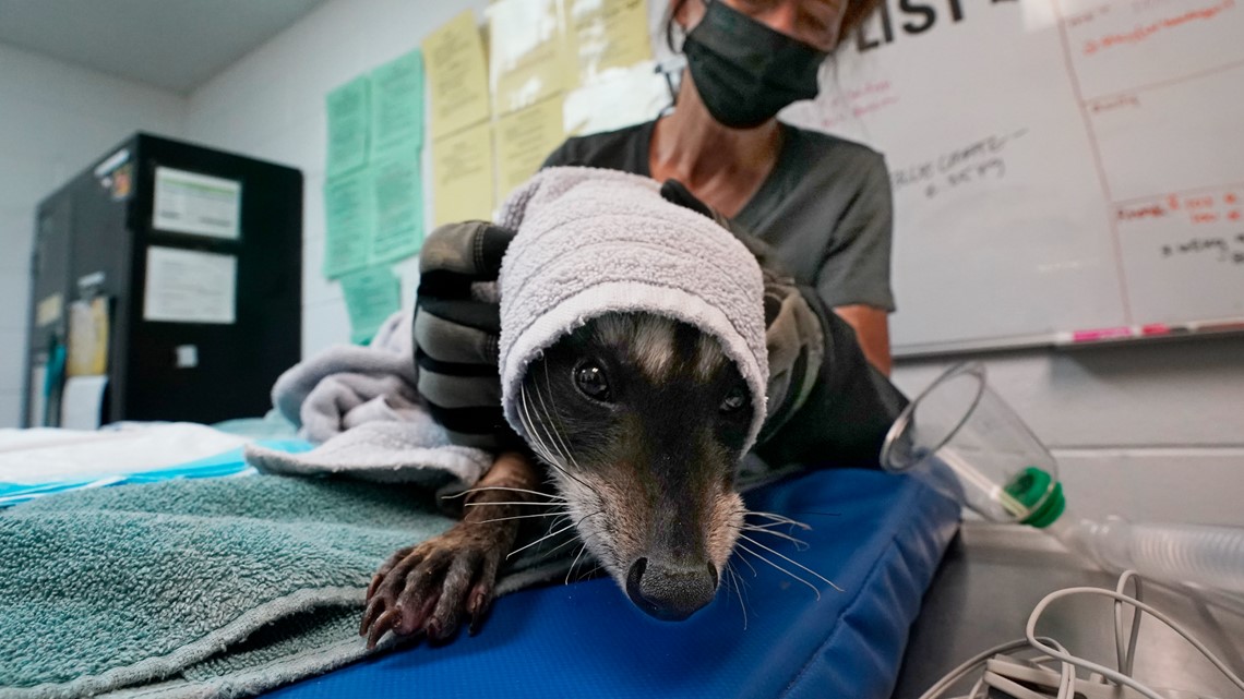 Wildfires and wildlife | abc10.com - Vimarsana News