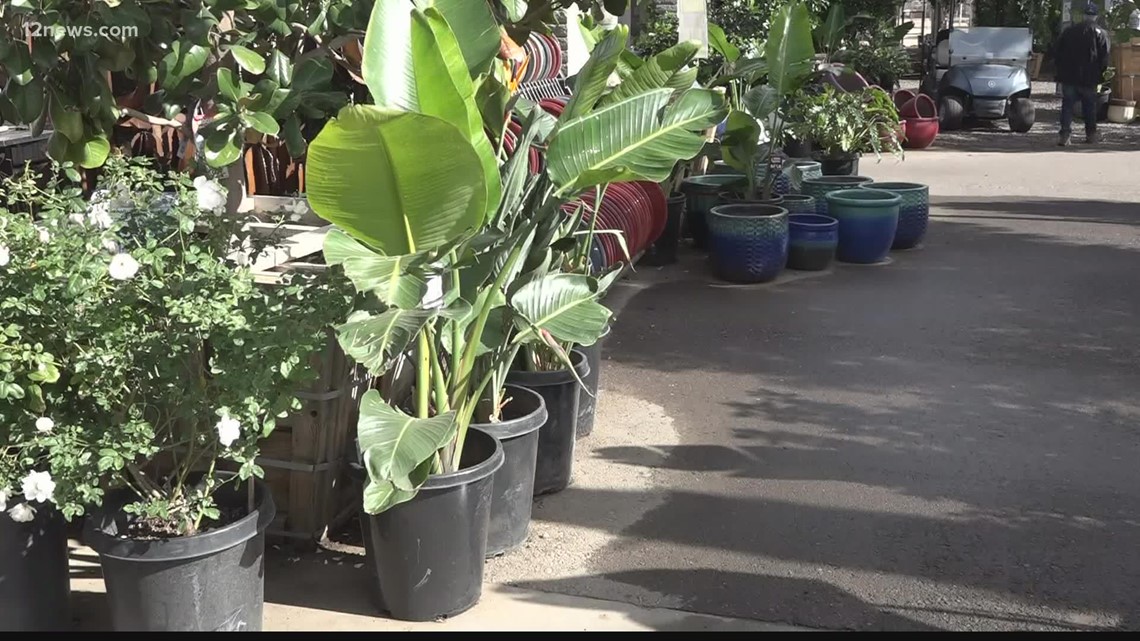 How to protect your plants in freezing temperatures - Vimarsana News