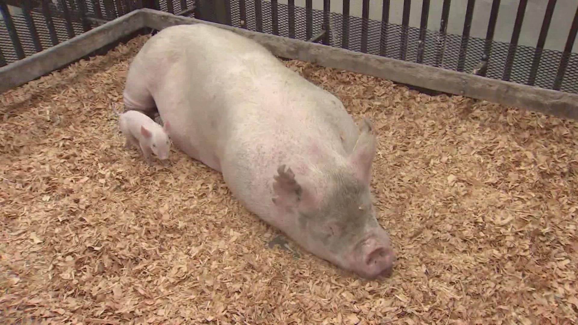 The question for the high court is whether a California animal cruelty law improperly burdens the pork market.
