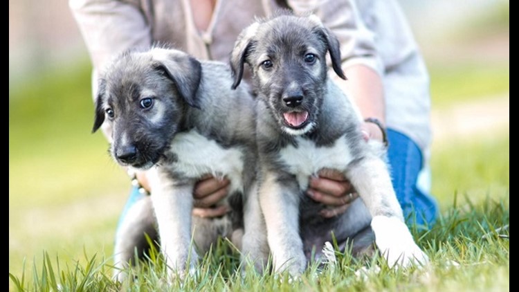 can puppies share a placenta