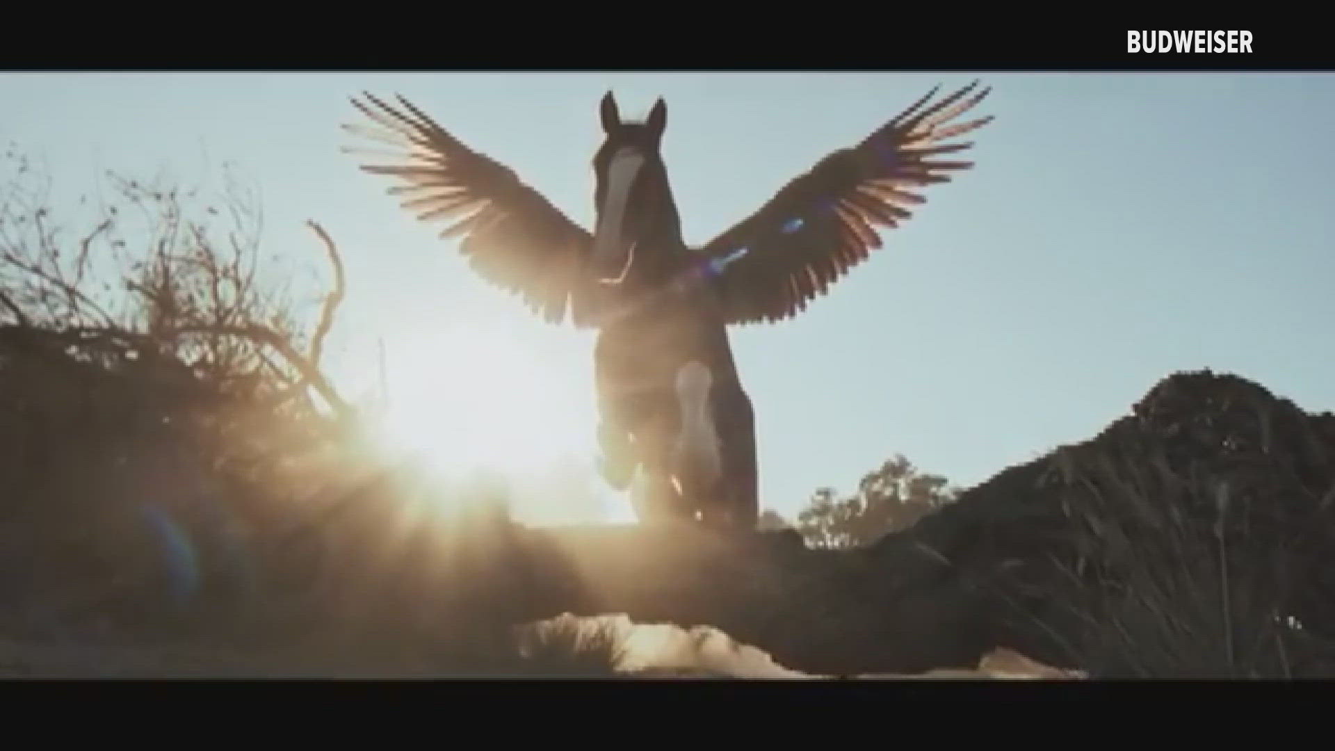Budweiser Clydesdale soars in new Super Bowl LX commercial