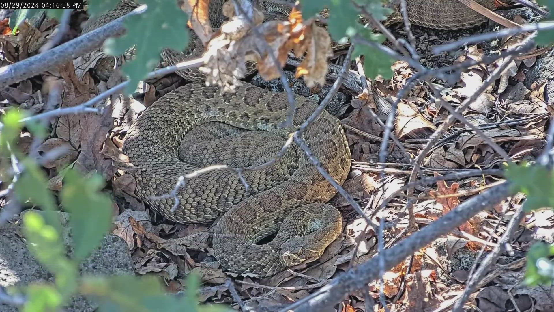 As many as 2,000 rattlesnakes spend the winter at the location on private land, which the researchers are keeping secret to discourage trespassers.