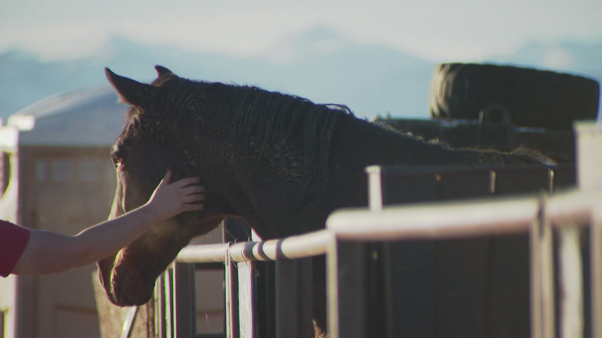 Medicine Horse is a nonprofit located in Longmont. Their veterans program has provided more than a 100 veterans with equine therapy since it started in 2020.