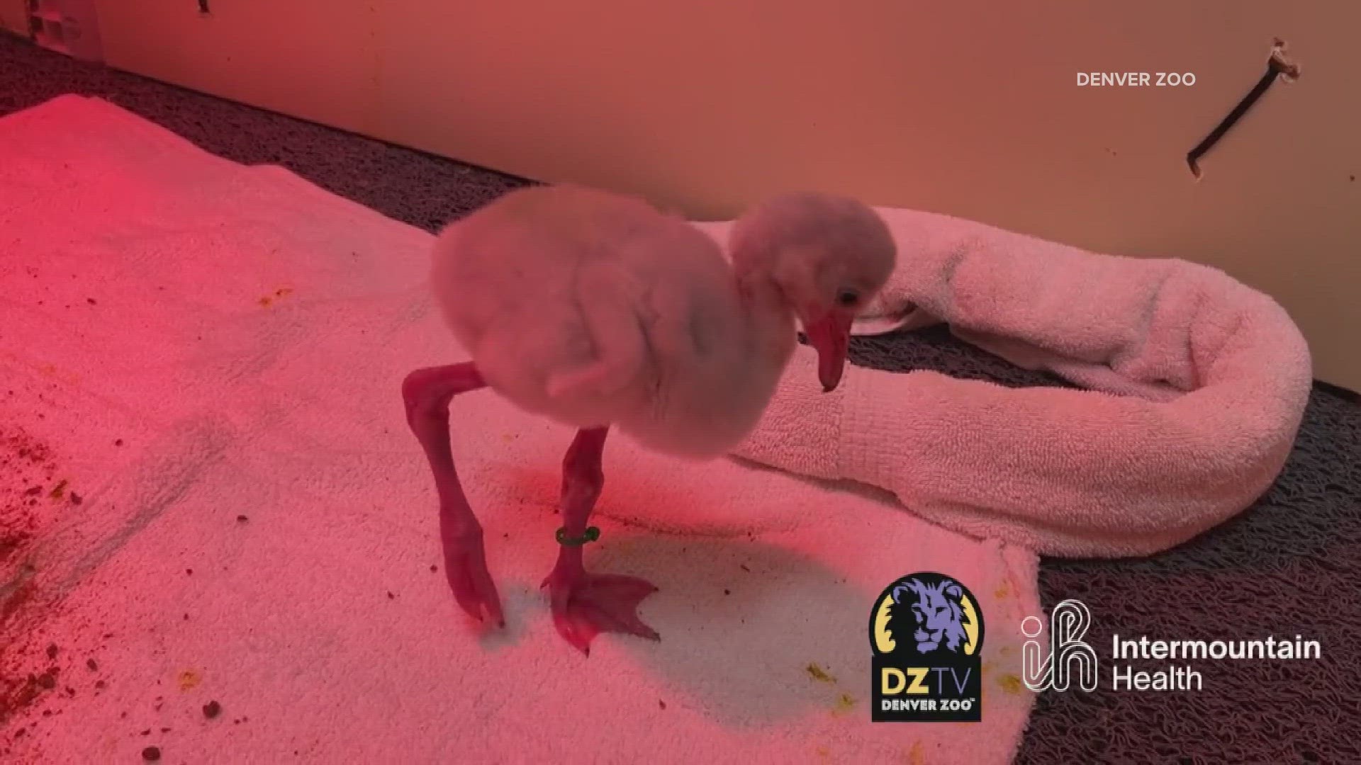 The fluffy chicks are being cared for behind the scenes until the zoo's new flamingo habitat opens.