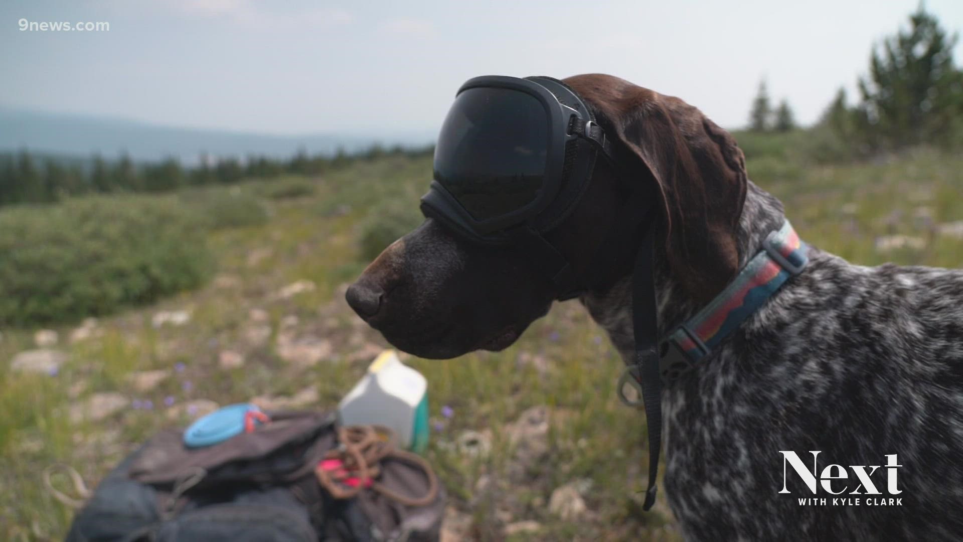 Researcher Jacqueline Staab says her dog, Darwin, is America's only conservation detection dog trained to sniff out bumblebee nests. He's been working in Colorado.