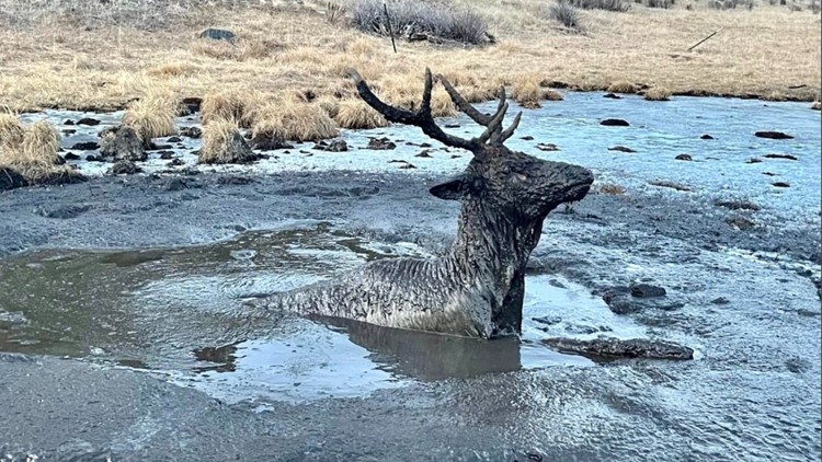 CPW rescues distressed elk stuck in mud in southwestern Colorado