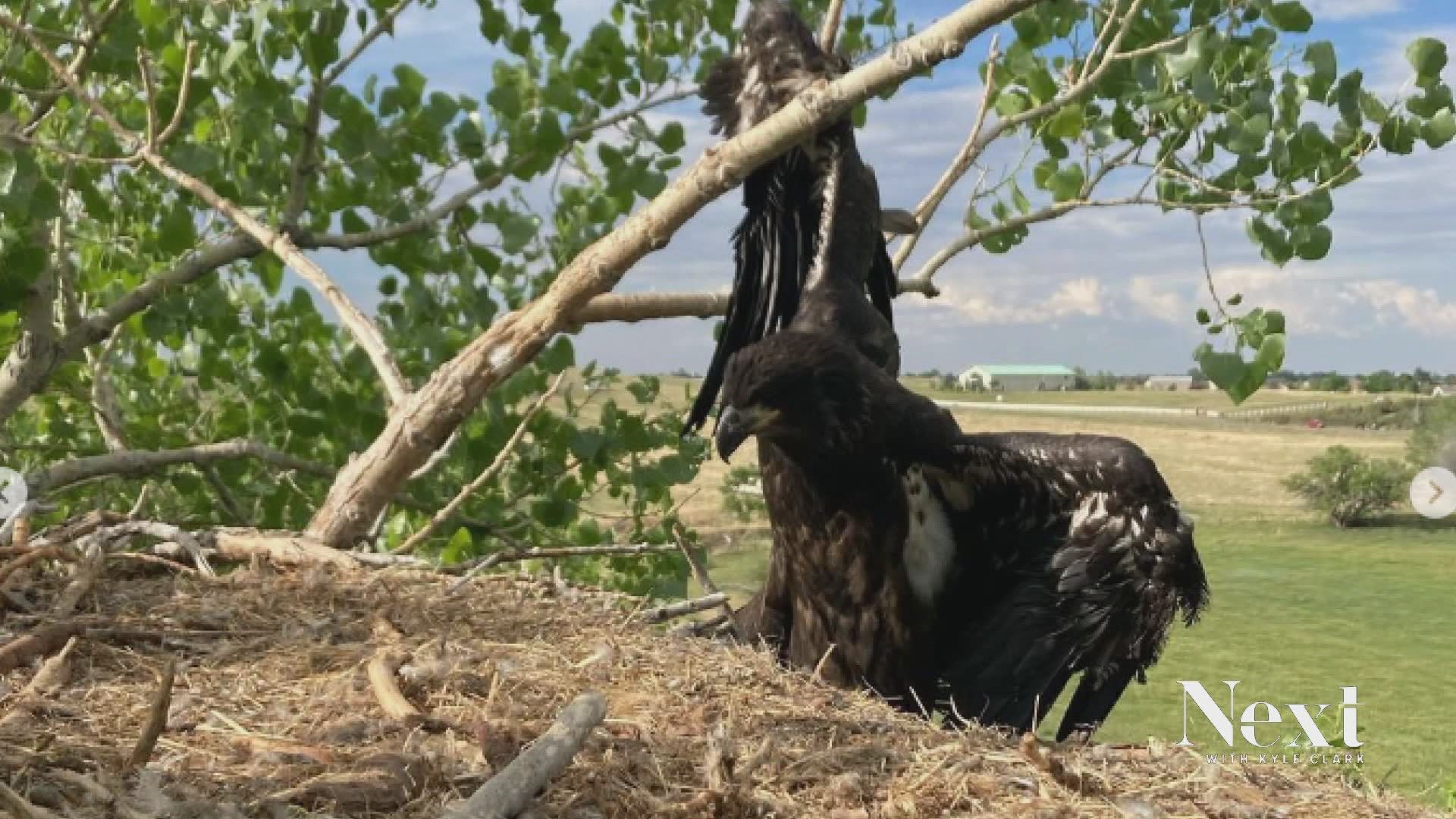An arborist from Berthoud helped rescue a bald eagle that impaled a wing from inside its nest. Andy Harem climbed the 70 ft. tree a freed the eaglet from a branch.
