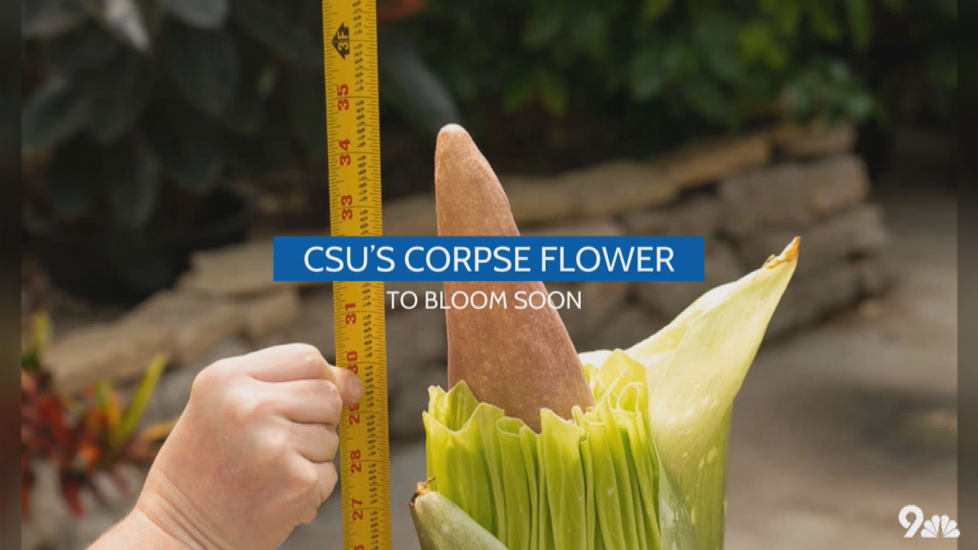 A stinky flower in Colorado is preparing to bloom for the first time in its life.