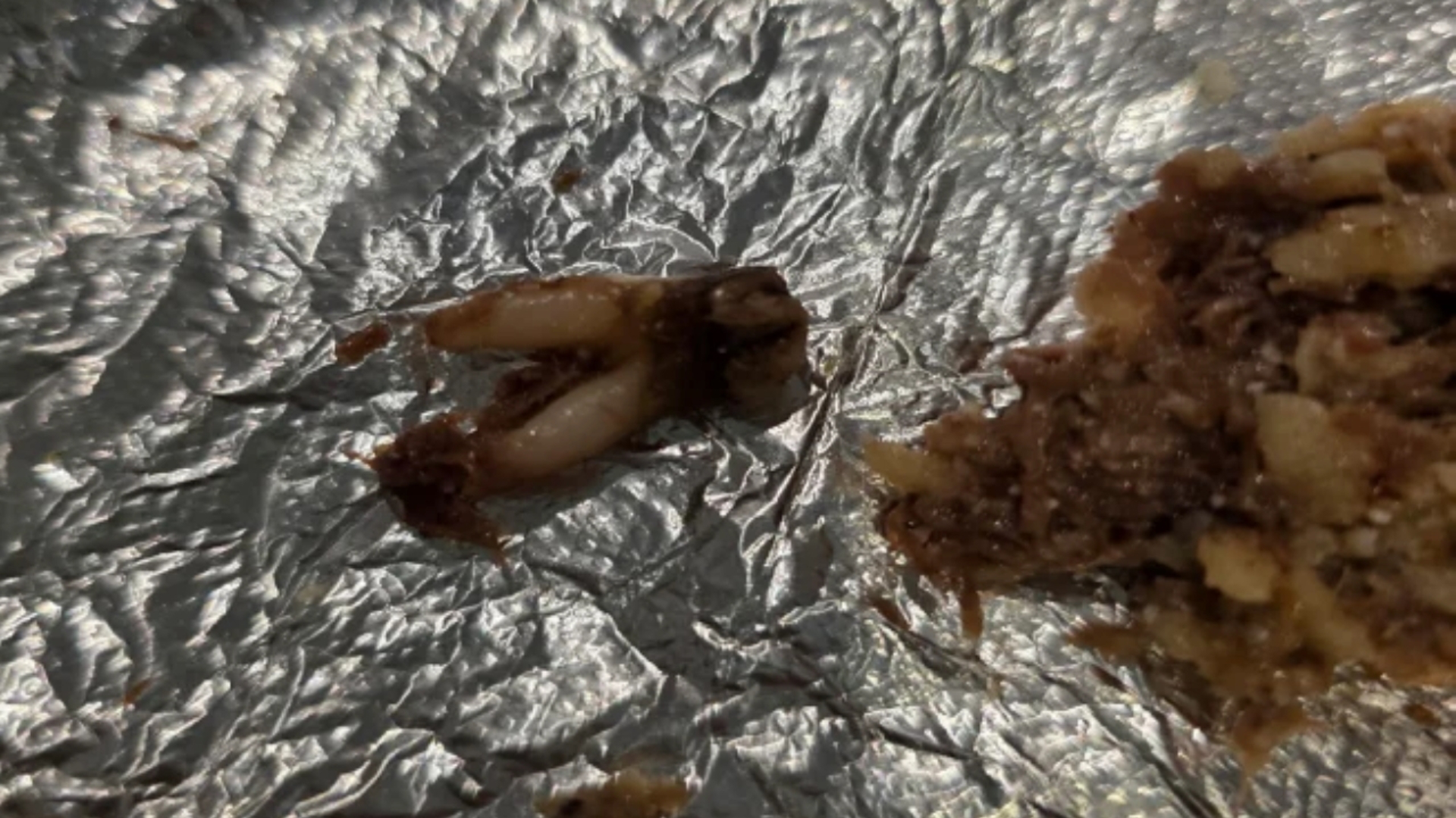 Texas customer sues after she found cow tooth in taco at fast-casual chain