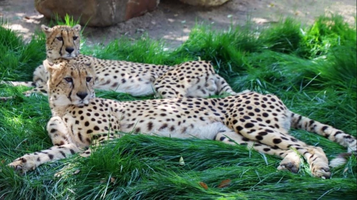 Cheetah brothers 'Rowdy' and 'Zig Zag' debut at Sacramento Zoo