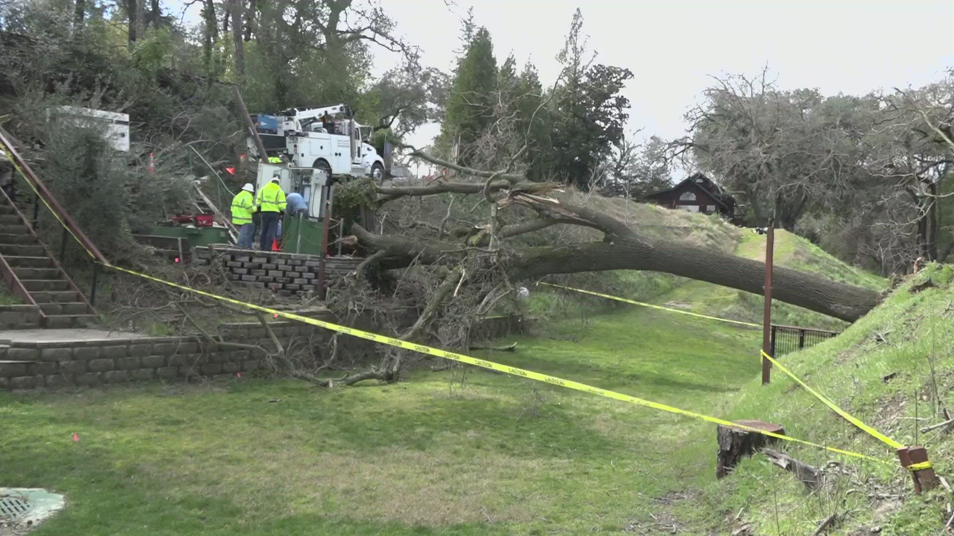 The tree was knocked over by wet soil and harsh gusts of wind as another storm hit Northern California Friday.