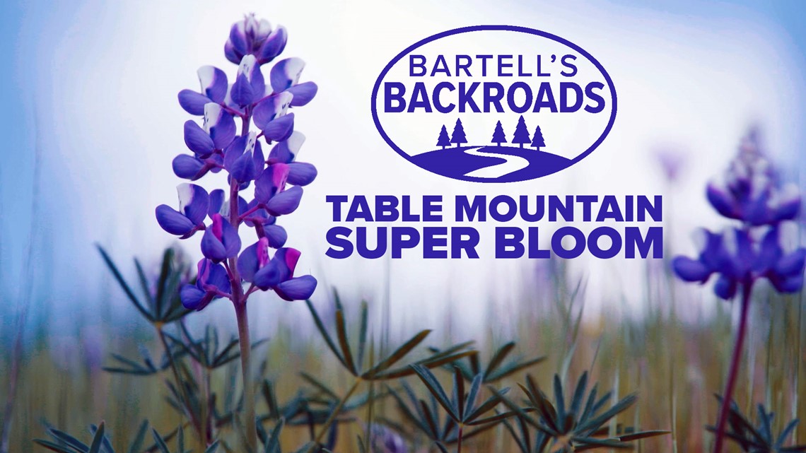 Amazing wildflower display at Northern California's Table Mountain is